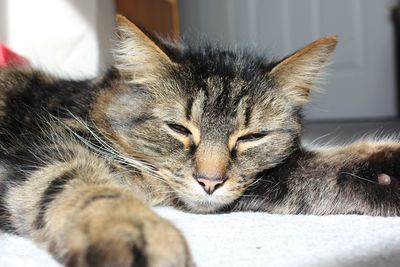 Close-up of cat