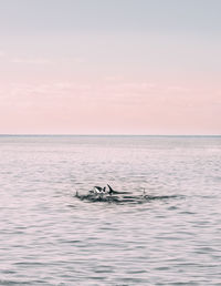 Scenic swimming in sea against sky during sunset