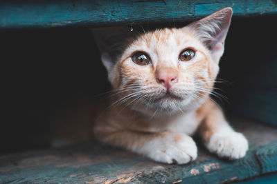 Close-up portrait of a cat