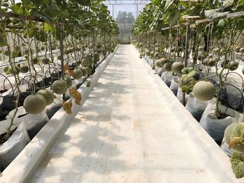Footpath in greenhouse