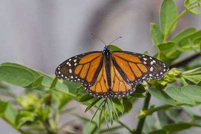 Butterfly on leaf