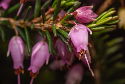 Close-up of plant. erica carnea, the winter heath