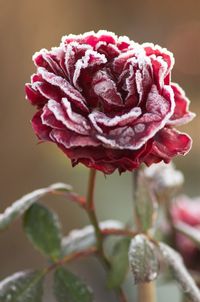 Close-up of red rose