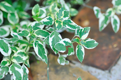 High angle view of potted plant