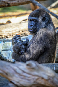 Close-up portrait of monkey at zoo