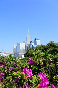 Low angle view of flowers against clear blue sky
