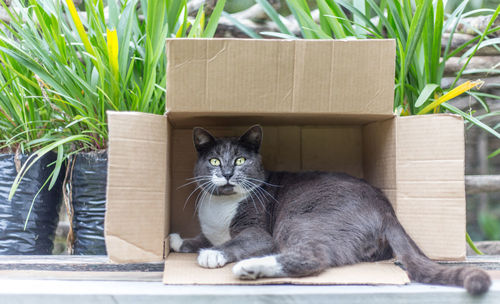 Portrait of cat in box