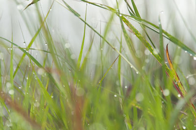 Close-up of water drops on grass