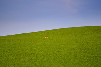 Low angle view of bird flying over grassy field against sky