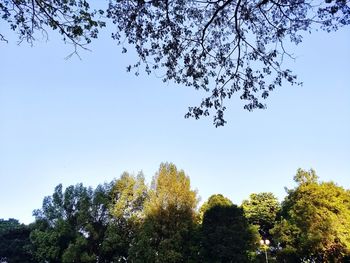 Low angle view of trees against blue sky