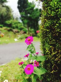 Close-up of pink flowering plants