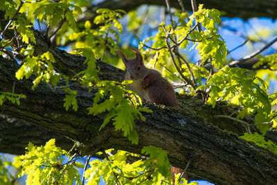 Low angle view of lizard on tree