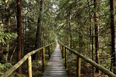 View of wooden footbridge in forest