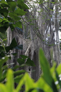 Close-up of ivy on tree