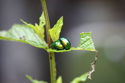 Close-up of insect on leaf