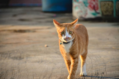 Portrait of cat standing outdoors