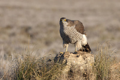 Bird perching on a field