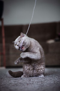 Close-up of cat sitting on floor at home