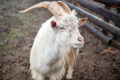 Portrait of a white zenensky goat