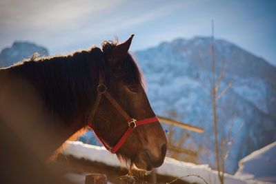 Horse in ranch against sky