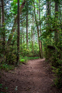 Dirt road passing through forest