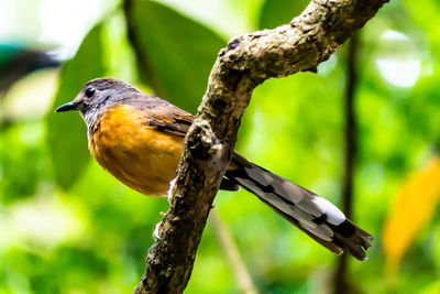 Close-up of bird perching on branch