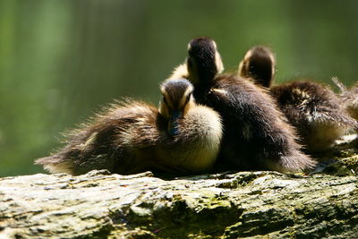 Duckling looking at cameria