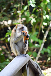 Close-up of monkey sitting on tree
