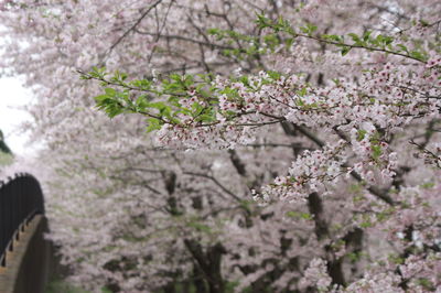 Close-up of cherry tree