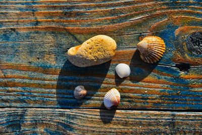 High angle view of shells on table