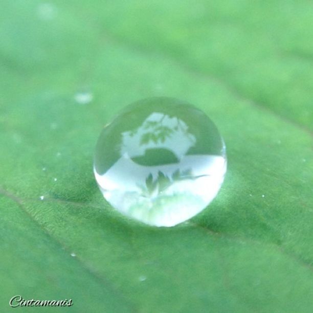 green color, close-up, water, leaf, nature, high angle view, no people, day, green, growth, outdoors, reflection, freshness, focus on foreground, white color, beauty in nature, wet, plant, drop, circle