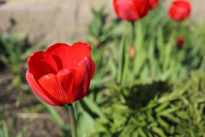 Close-up of red poppy in field