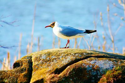 Seagull in flight