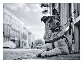 Dog on street in city