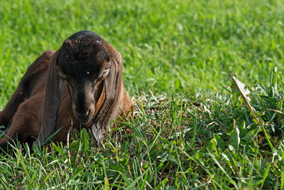 grass