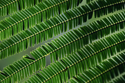 Full frame shot of palm tree leaves