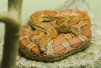 Close-up of lizard in a zoo