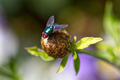 Close-up of insect on flower