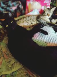 Close-up of a cat lying down on bed