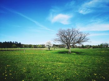 Bare tree on field against sky