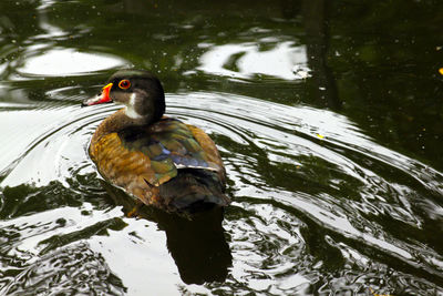 Duck swimming on lake