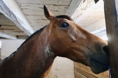 Brown horse in barn