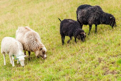 Sheep grazing on grassy field