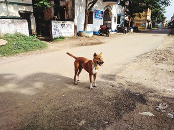 Dog on road in city