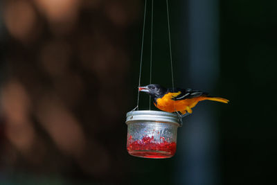 Close-up of bird perching on feeder