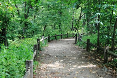 Narrow pathway in forest