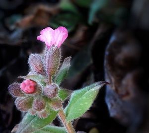 Close-up of pink flowers