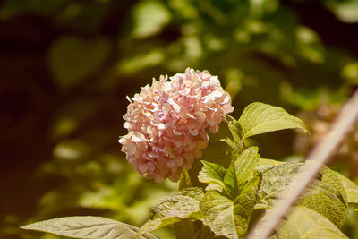 Close-up of flowers blooming outdoors