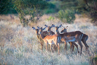 Deer in a field