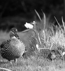 Close-up of duck on field